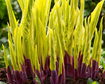 Hosta 'Lipstick Blonde'