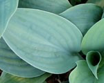 Hosta 'Fragrant Blue'