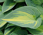 Hosta 'June'