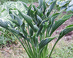 Hosta 'Praying Hand'