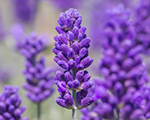 Lavanda šaurlapu 'Valence Dark Violet'