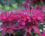 Monarda dvīņziedu 'Kardinal'