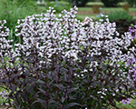 Penstemone 'Onyx and Pearls'