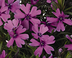 Floksis aslapu 'Spring Lilac'