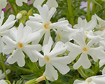 Floksis aslapu 'Spring White'