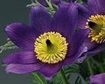 Silpurene parastā 'Pulsar Violet Shades'