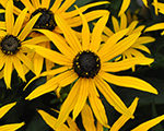 Rudbekija mirdzošā 'Forever Gold'