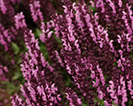 Salvija birztalu 'Sensation Medium Deep Rose'