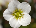 Akmeņlauzīte Ārendsa 'Alpino Early White'