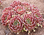 Saulrietenis 'Red Wing'