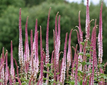 Veronika Virdžīnijas 'Erica'
