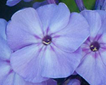 Floksis skarainais 'Blue Boy'