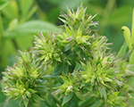 Aed-leeklill 'Green Lady'