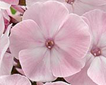 Floksis skarainais 'Helena'
