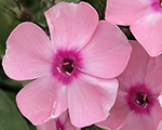 Floksis skarainais 'Sweet Summer Queen'
