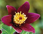 Silpurene parastā 'Pulsar Red Shades'