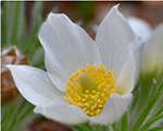 Silpurene parastā 'Pulsar White'