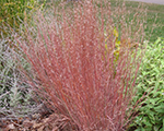 Andropogone sukveida 'Blue Heaven'