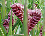 Miskante Ķīnas 'Boucle'