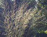 Molīnija niedru 'Windsaule'