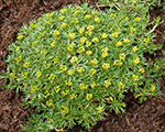 Azorella trīszaru