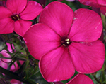 Floksis skarainais 'Wildkat'