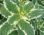 Mētra ananāsu 'Variegata'