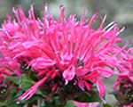 Monarda dvīņziedu 'Cranberry Lace'
