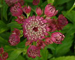 Astrancija 'Rubra'