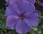 Floksis skarainais 'Sweet Summer Ocean'