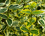 Segliņš Forčuna 'Emerald 'n' Gold'