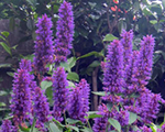 Agastahe 'Blue Boa'