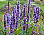 Agastahe 'Black Adder'