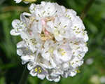 Armērija jūrmalas 'Morning Star White'