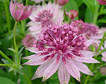 Astrancija 'Roma'