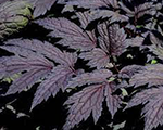 Sudrabsvece zarainā 'Carbonella'