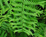 Ozolpaparde melnā 'Furcans'