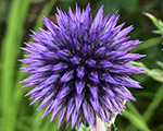 Ežziede augstā 'Veitch's Blue'