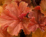 Heihēra 'Northern Exposure Amber'