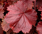 Heihēra 'Northern Exposure Red'