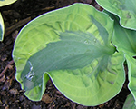 Hosta 'School Mouse '