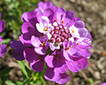 Ibēre mūžzaļā 'Absolutely Amethyst'