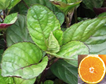 Mētra Apelsīnpiparmētra 'Orange Fresh'