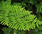 Osmunda karaliskā 'Purpurascens'