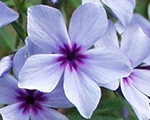 Floksis izplestais 'Chattahoochee'