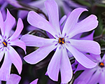 Floksis hibrīdais 'Bedazzled Lavender'