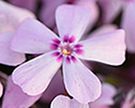Floksis aslapu 'Spring Pink Dark Eye'