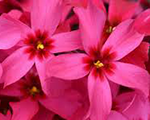 Floksis aslapu 'Spring Scarlet'