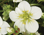 Akmeņlauzīte Ārendsa 'White Star'