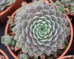 Saulrietenis 'Aquila'
